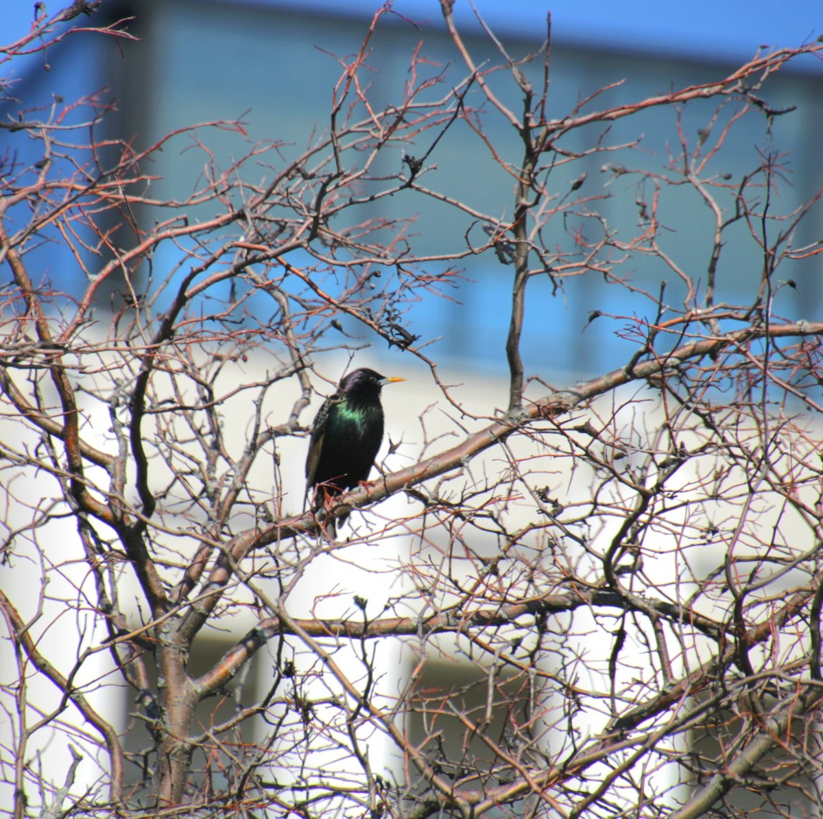 European Starling - ML632235635