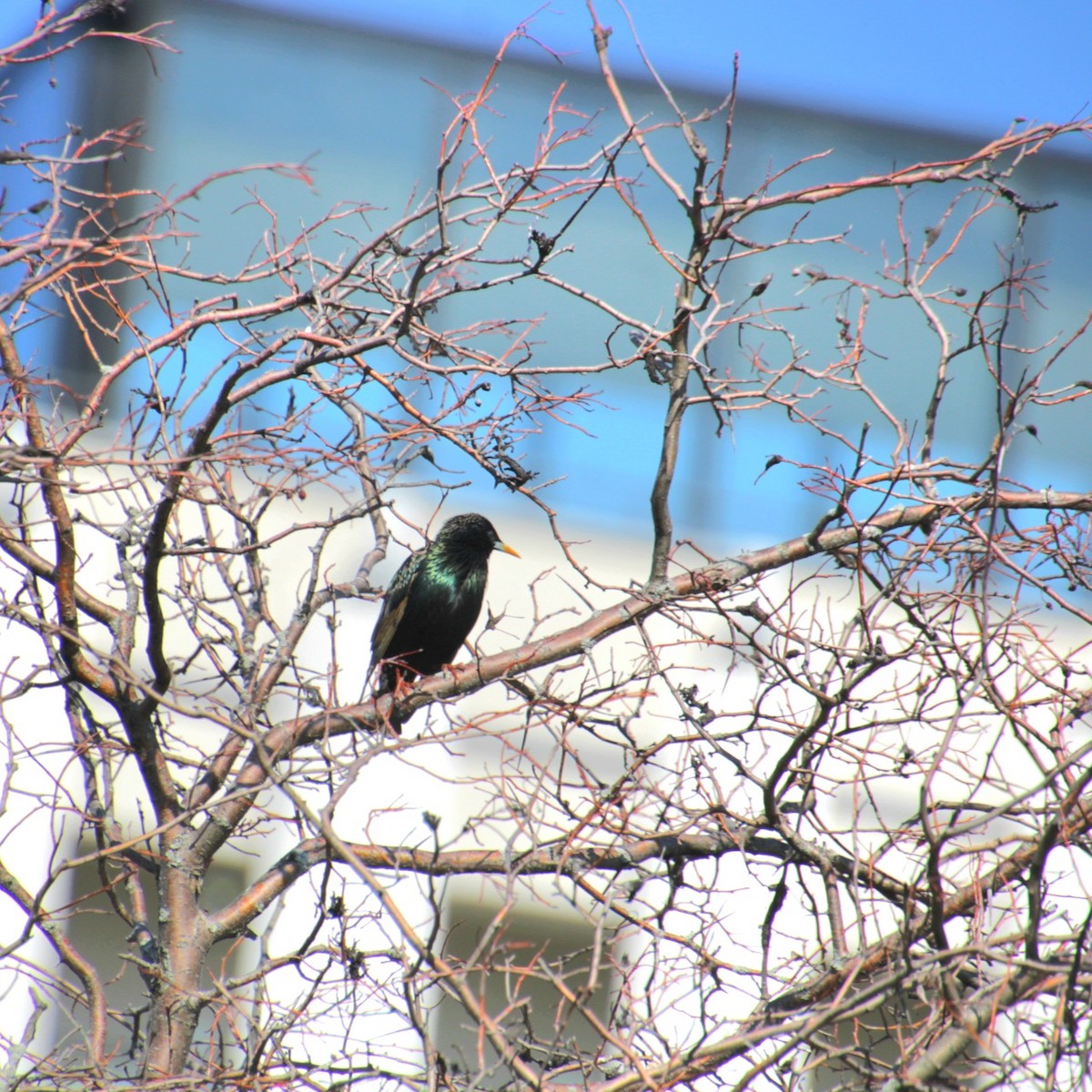 European Starling - ML632235636