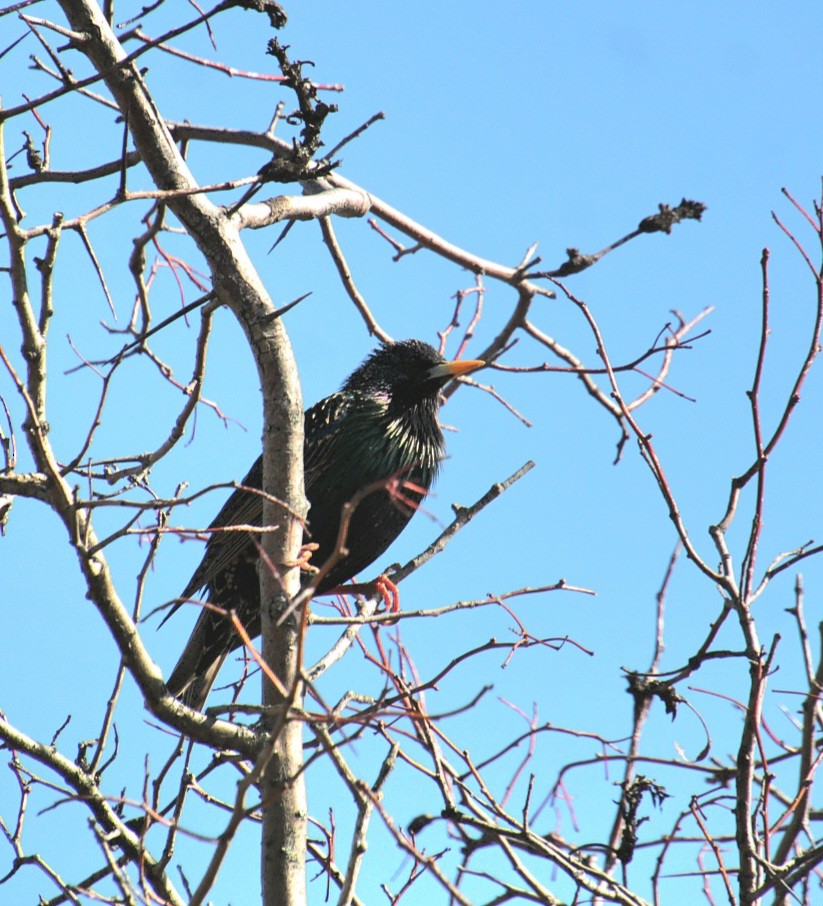 European Starling - ML632235638