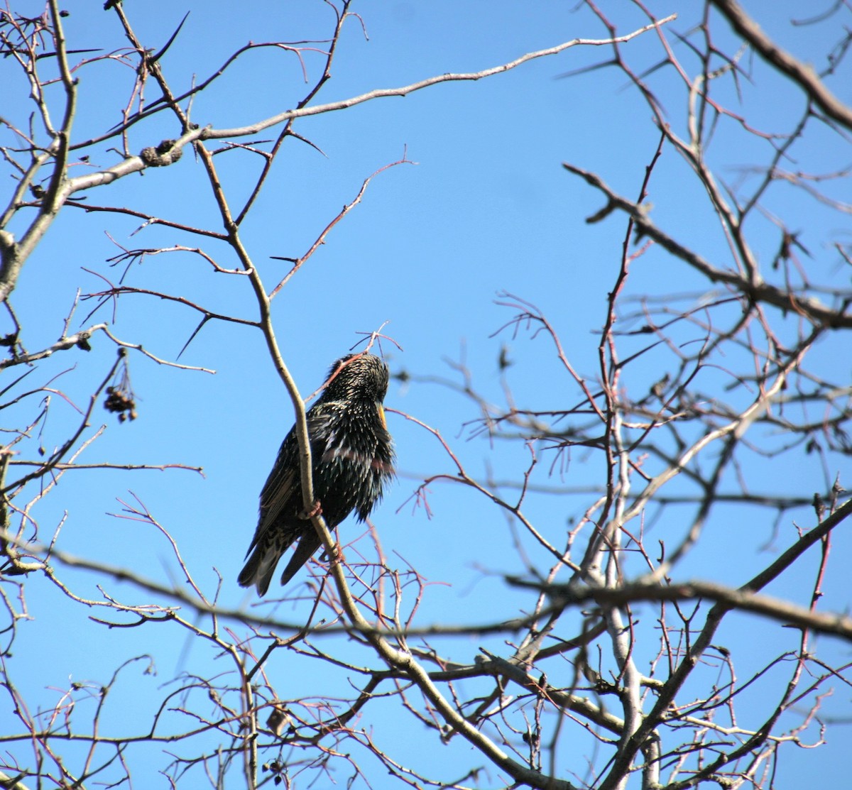 European Starling - ML632235640