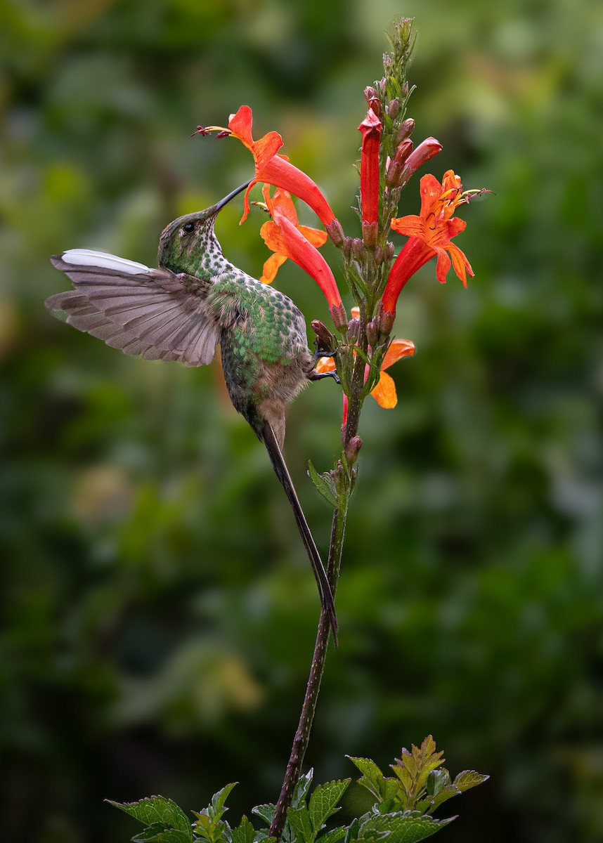 Black-tailed Trainbearer - ML632235674
