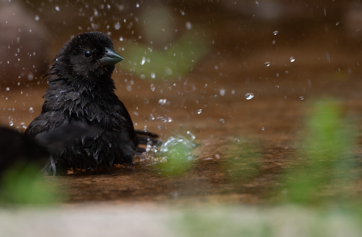 Shiny Cowbird - ML632235687