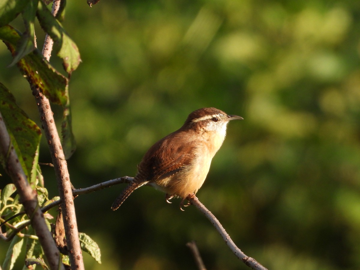 Carolina Wren - ML632235690