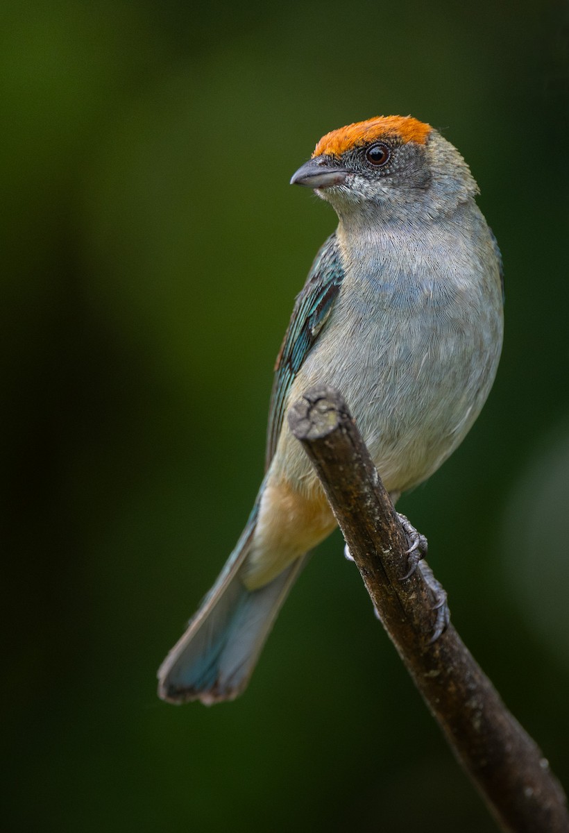 Scrub Tanager - ML632235706