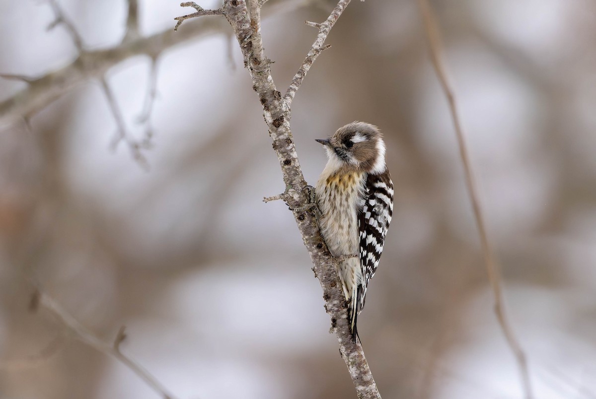 Japanese Pygmy Woodpecker - ML632235711
