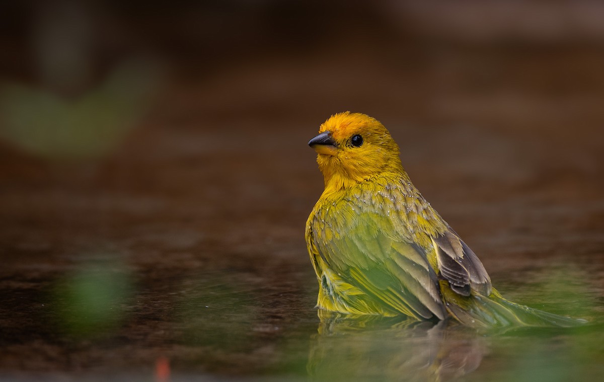 Saffron Finch - ML632235721