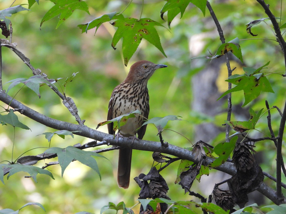 Brown Thrasher - ML632235731