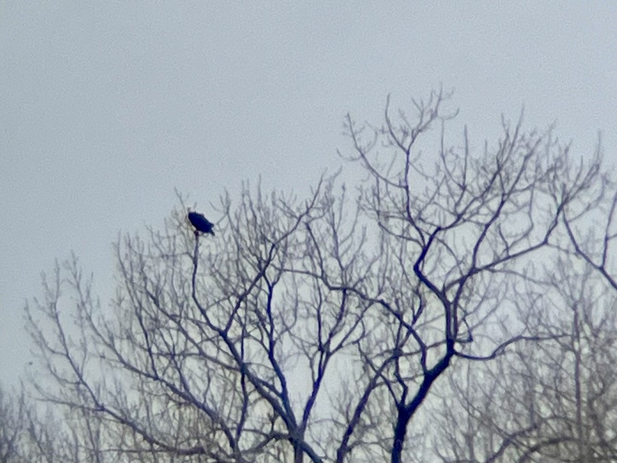 Weißkopf-Seeadler - ML632235808