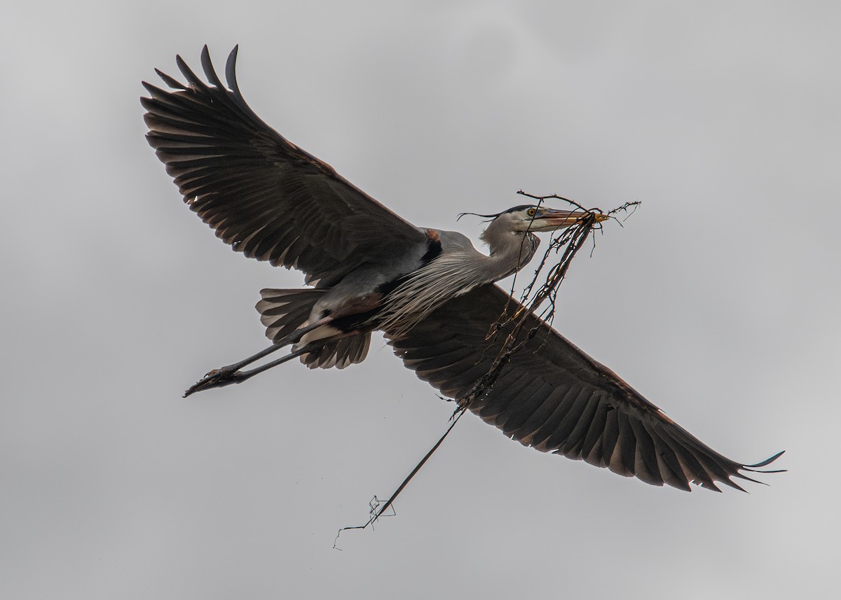 Great Blue Heron - ML632235844
