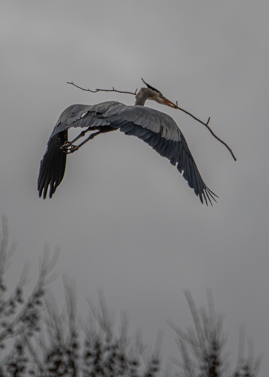 Great Blue Heron - ML632235845