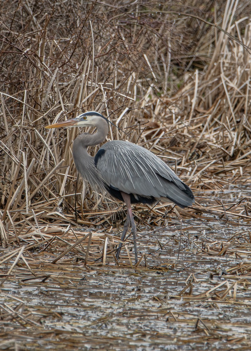 Great Blue Heron - ML632235848
