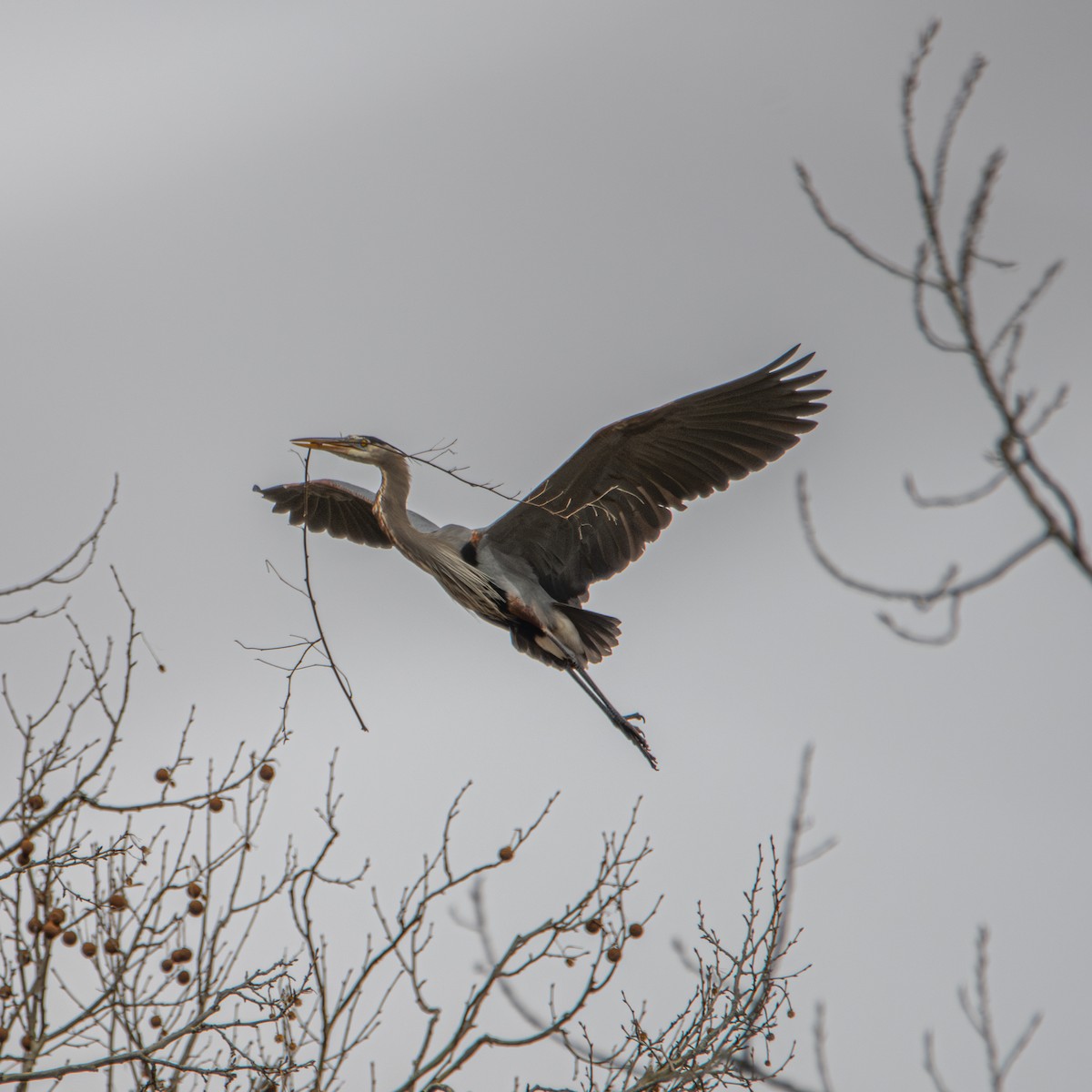 Great Blue Heron - ML632235849