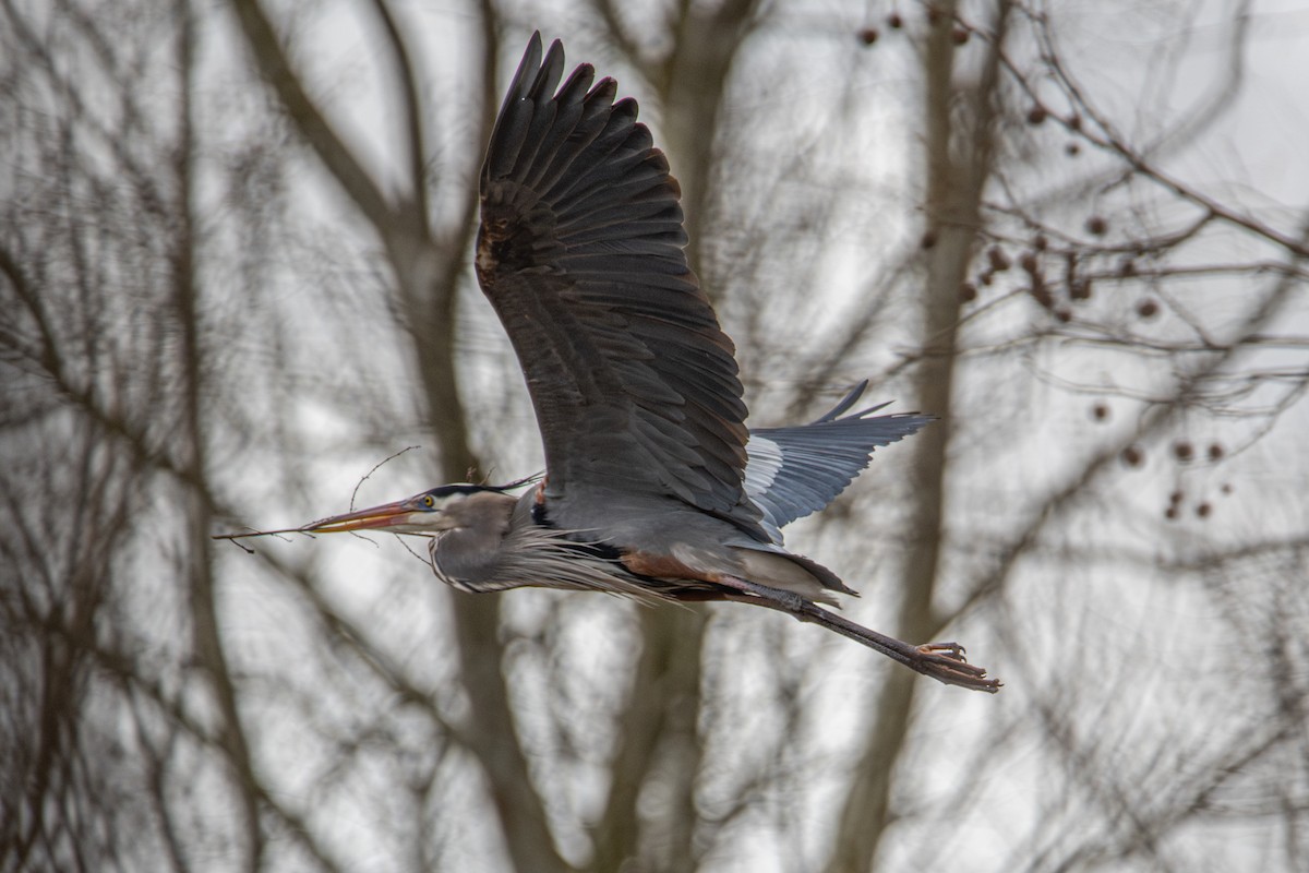 Great Blue Heron - ML632235850