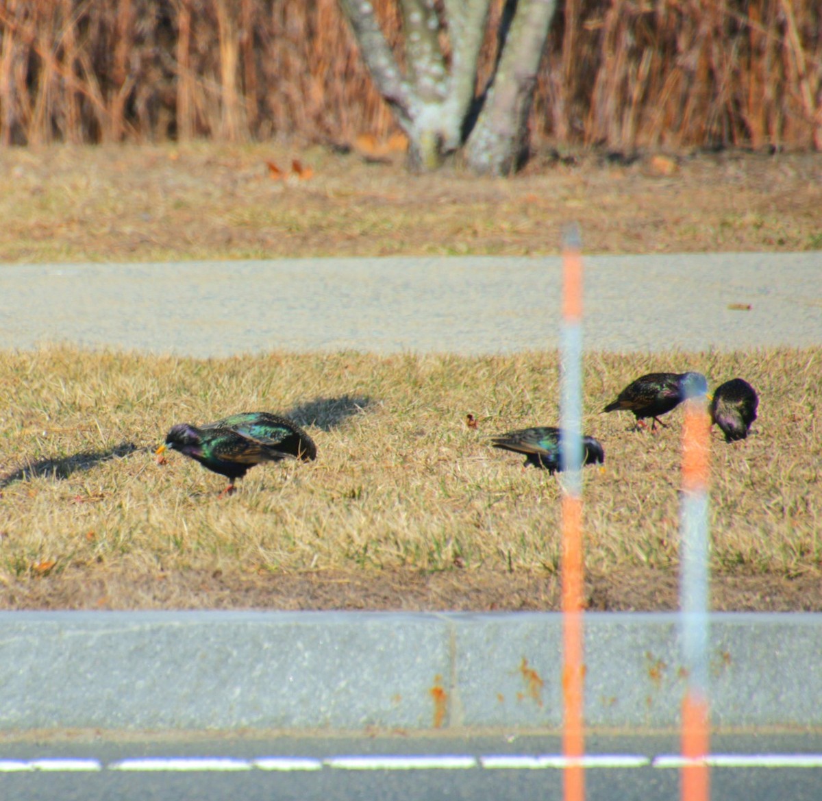 European Starling - ML632235881
