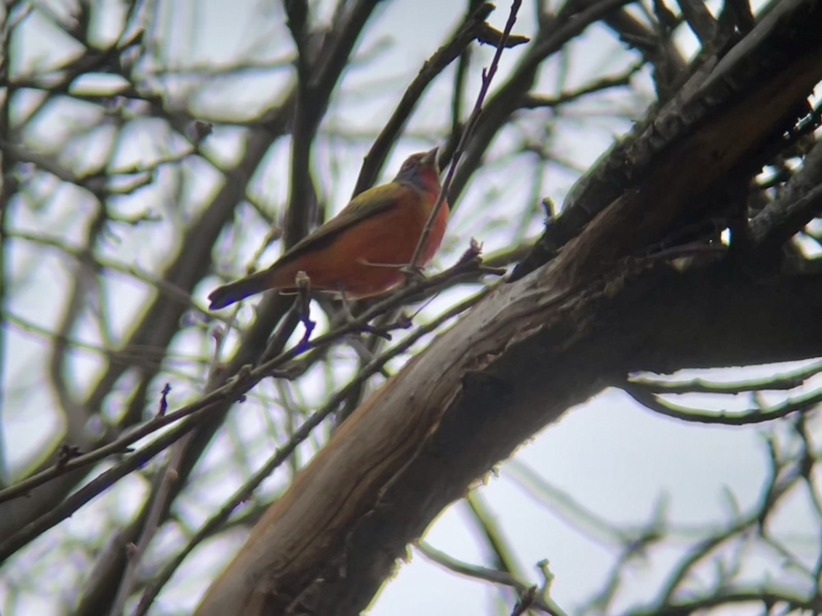 Painted Bunting - ML632235900