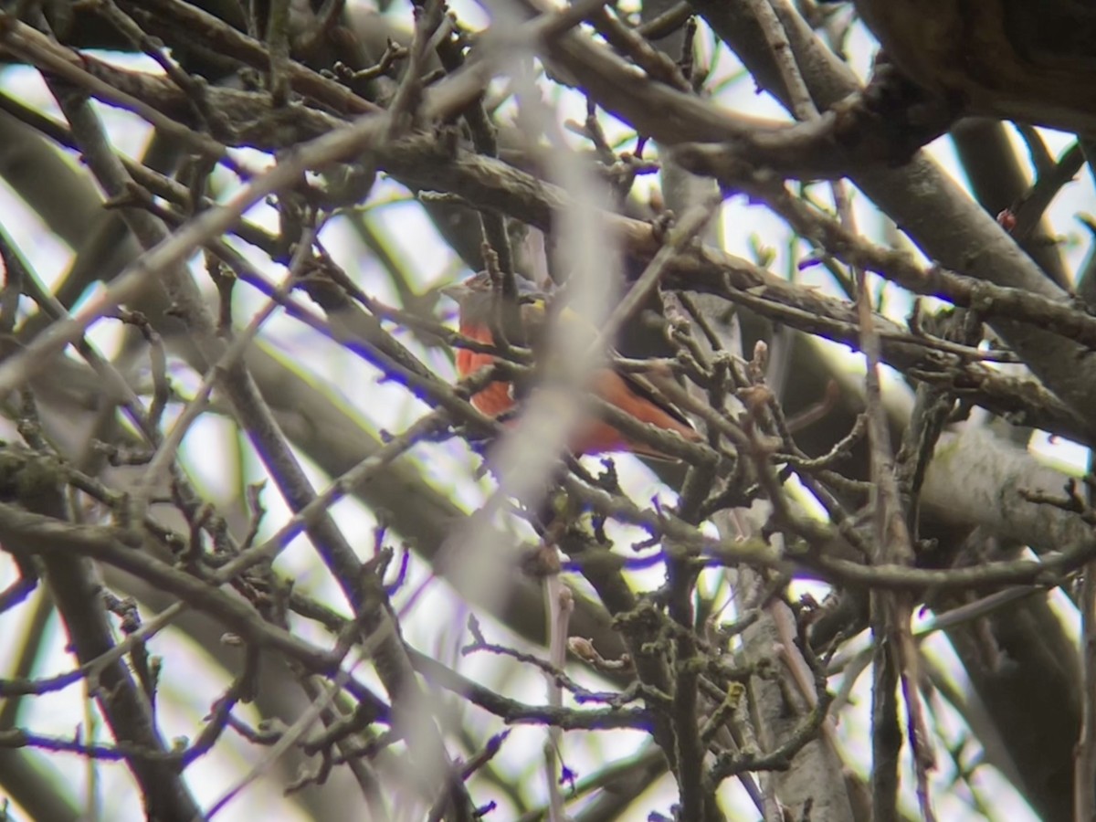 Painted Bunting - ML632235901