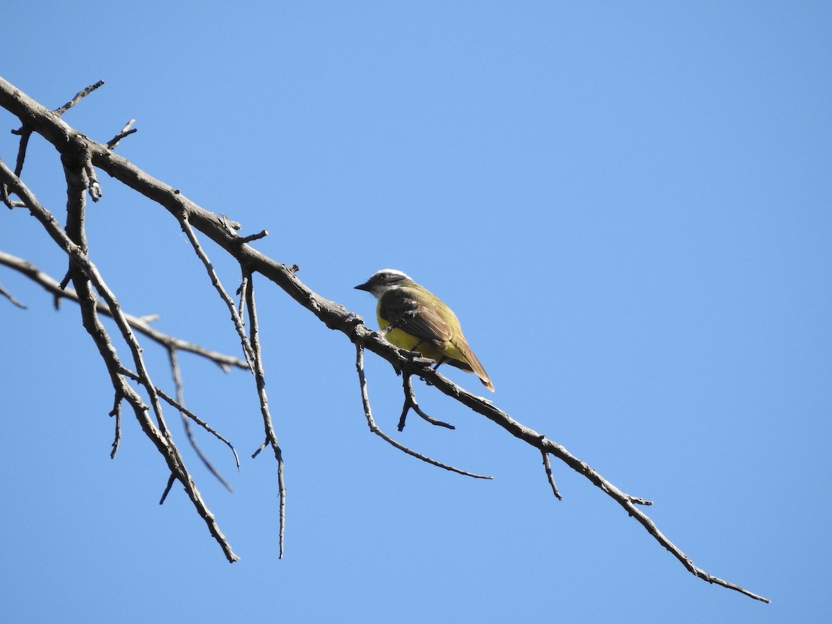 Social Flycatcher - ML632236140