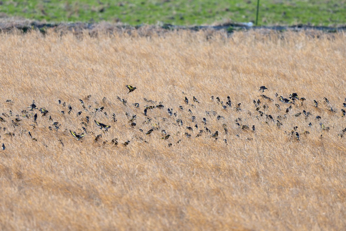 Oriental Greenfinch - ML632236141