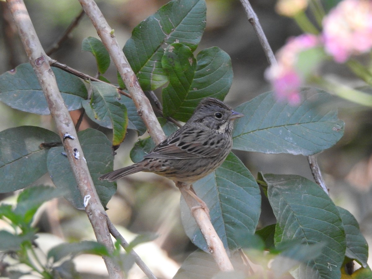 Lincoln's Sparrow - ML632236150