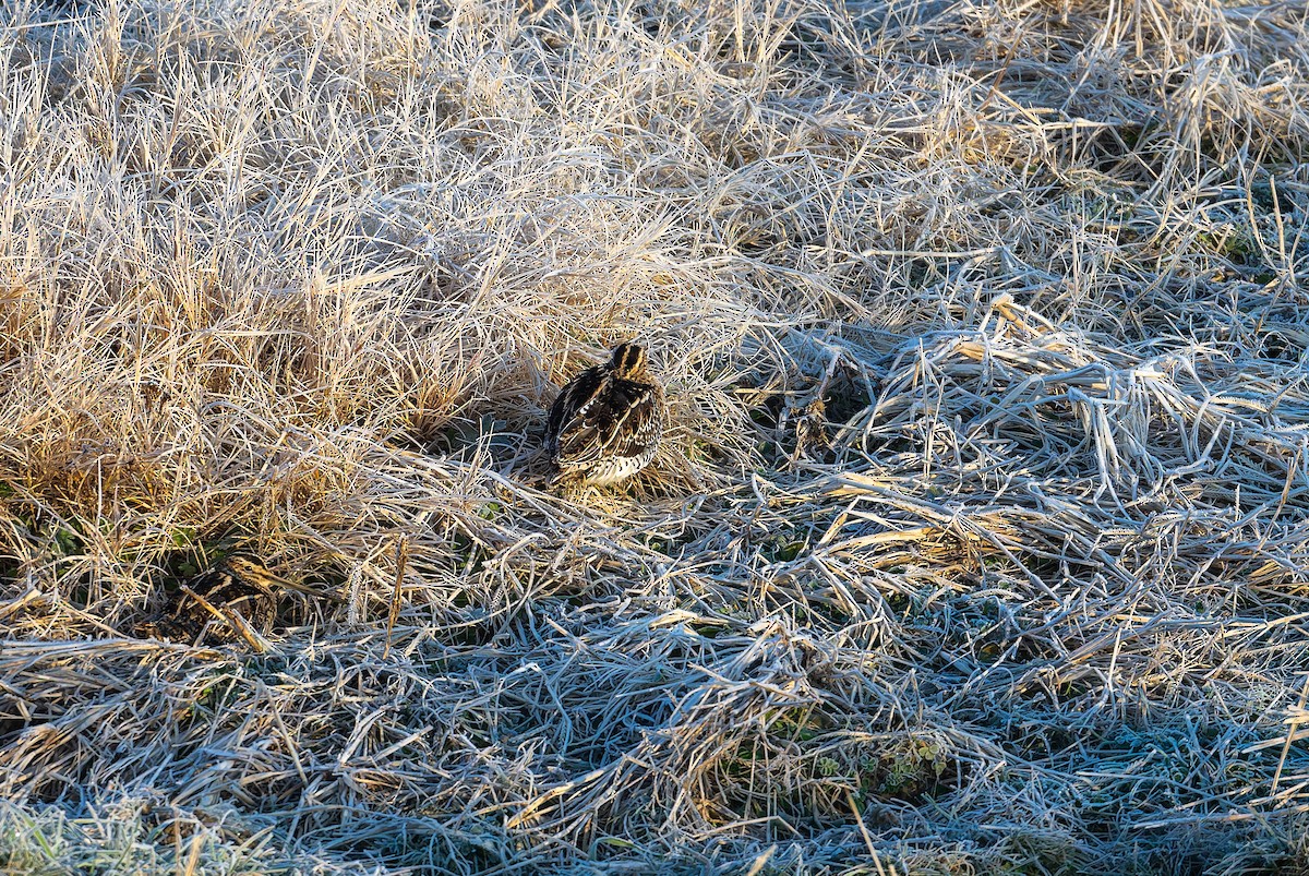 Common Snipe - ML632236153