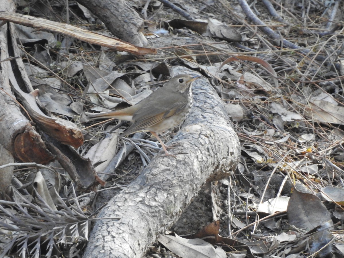 Hermit Thrush - ML632236159