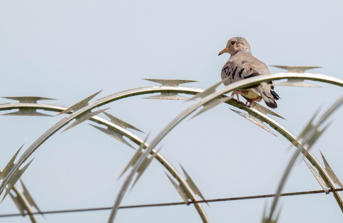 Common Ground Dove - ML632236178