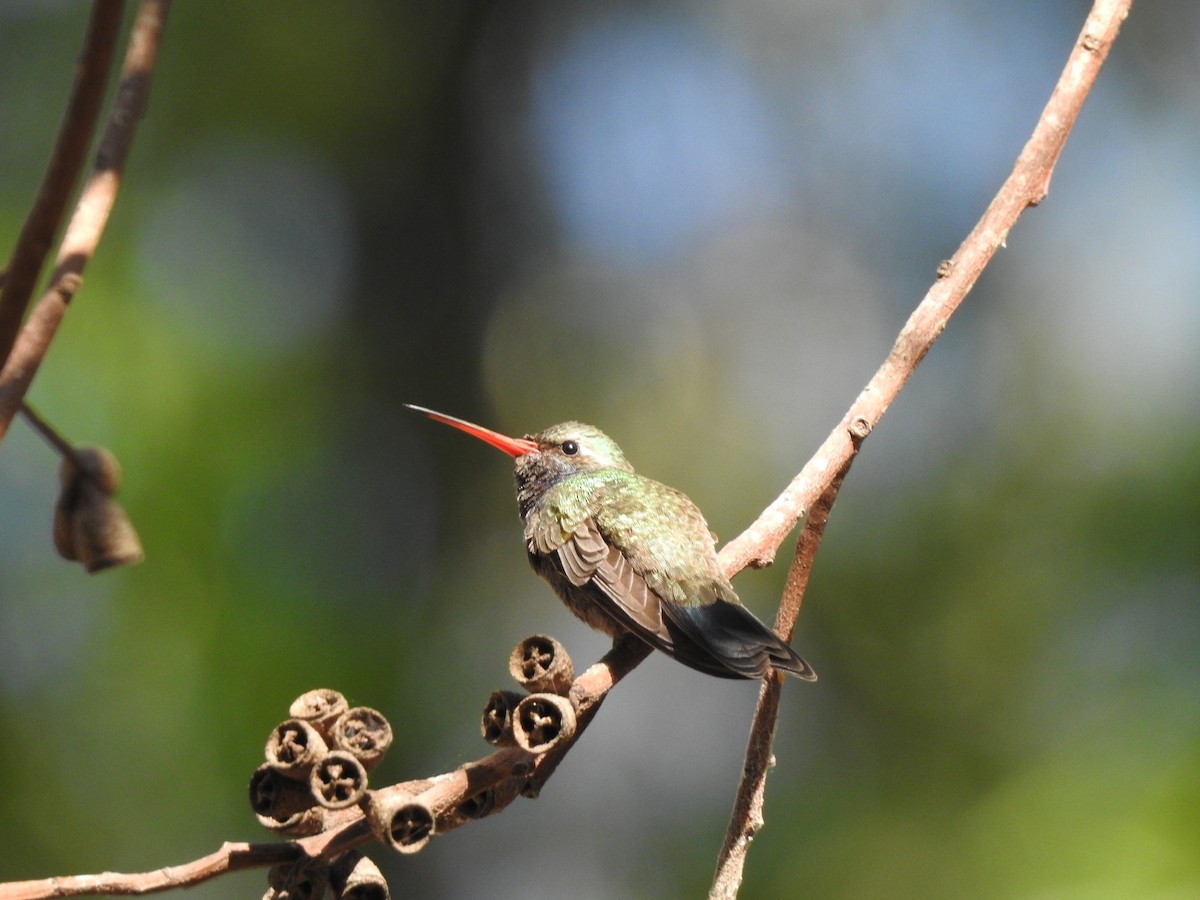 Broad-billed Hummingbird - ML632236192