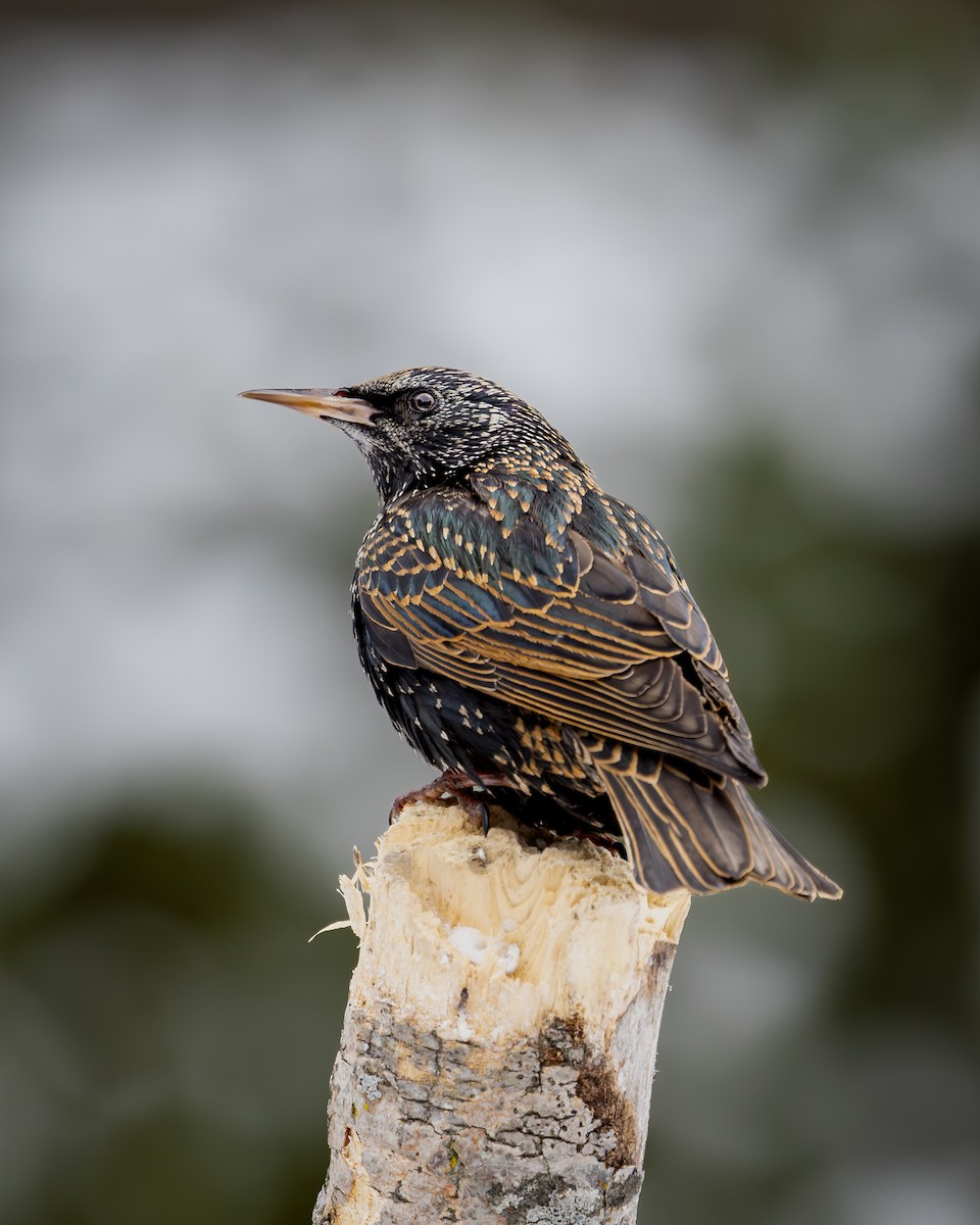 European Starling - ML632236193