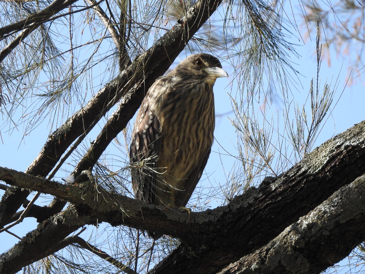 Black-crowned Night Heron - ML632236203