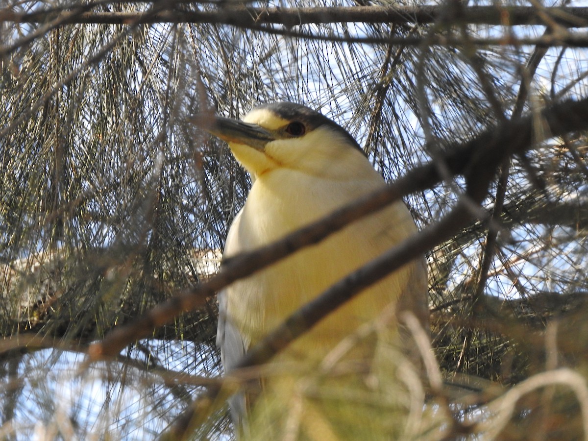 Black-crowned Night Heron - ML632236210
