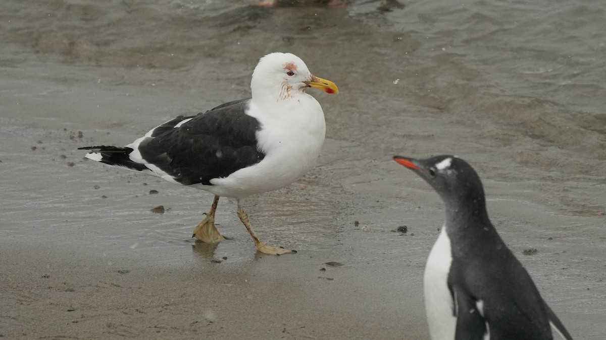 Kelp Gull (austrinus) - ML632236218