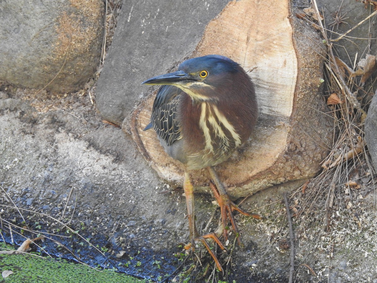 Green Heron - ML632236222