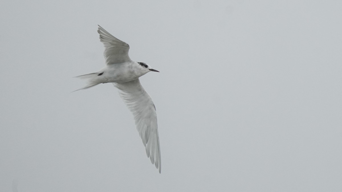 Antarctic Tern (Antarctic) - ML632236224