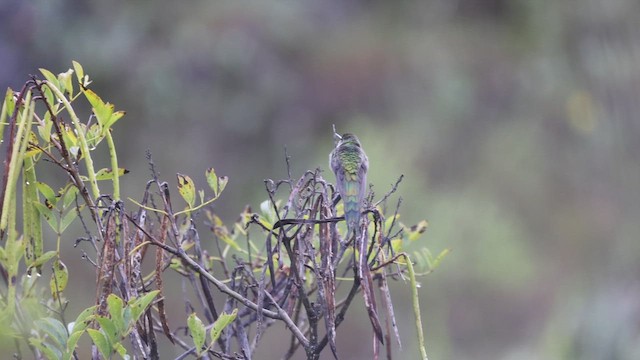 gråbukkolibri - ML632236229