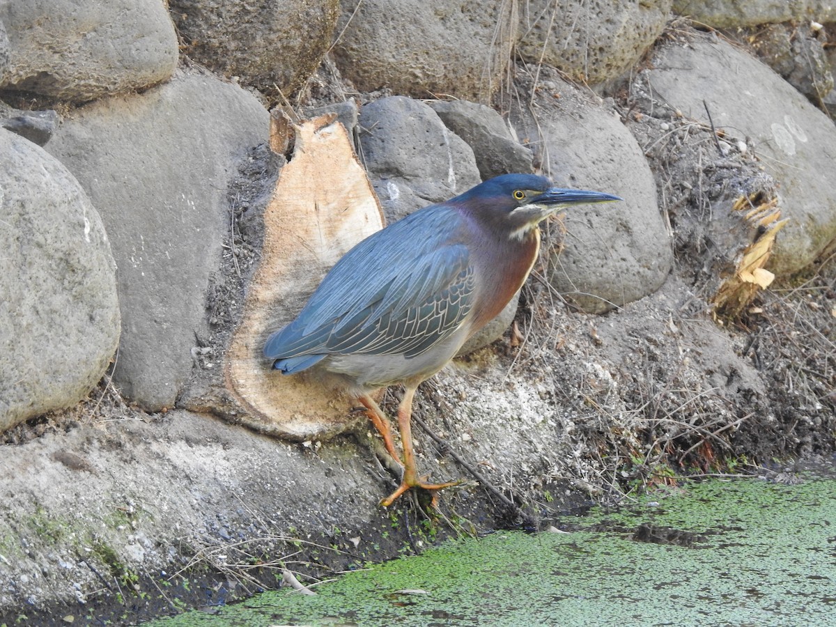 Green Heron - ML632236230