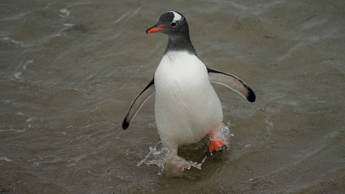 Gentoo Penguin - ML632236241