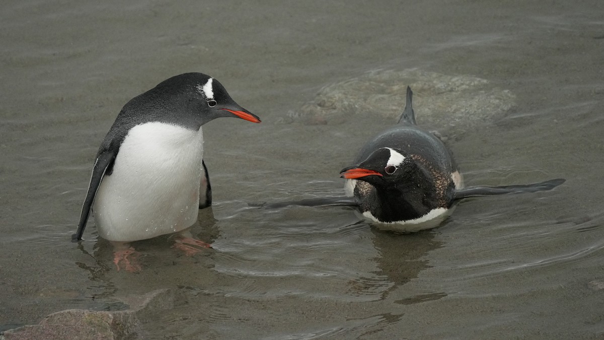 Gentoo Penguin - ML632236244