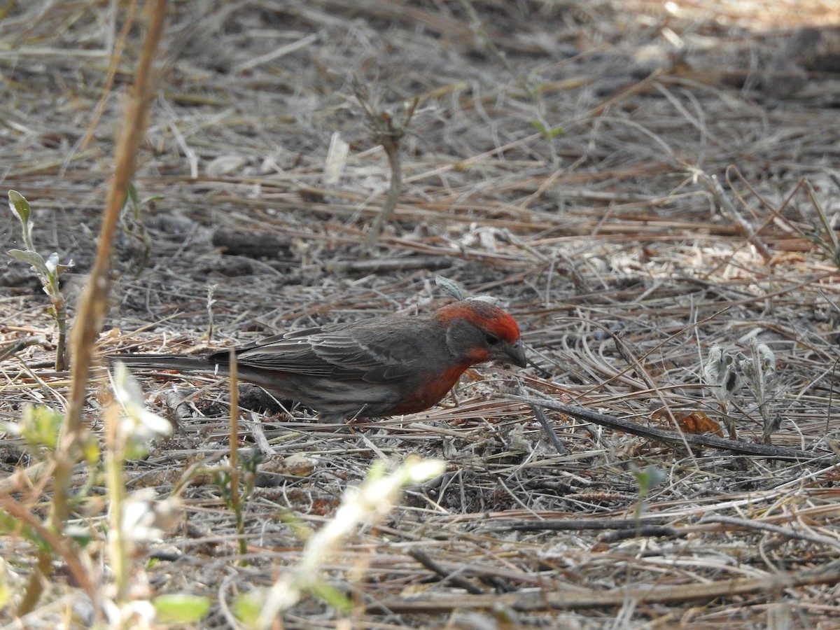 House Finch - ML632236254