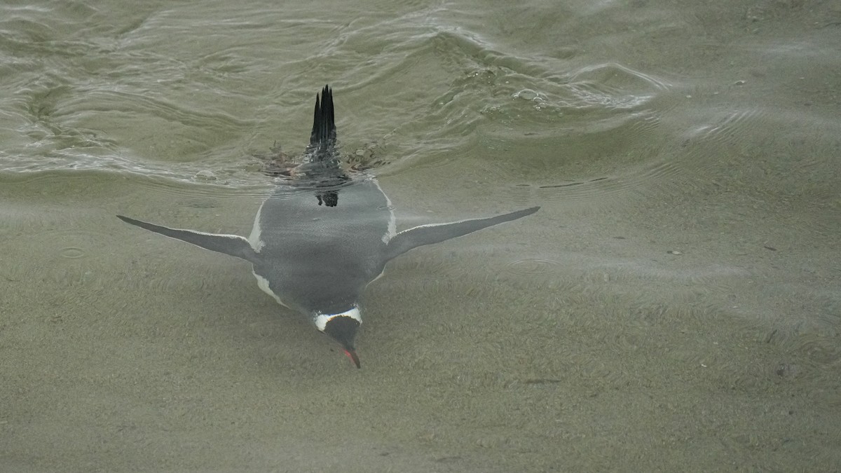 Gentoo Penguin - ML632236257