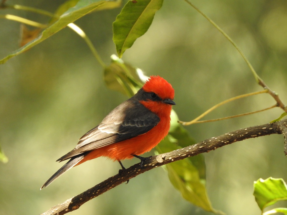Vermilion Flycatcher - ML632236270