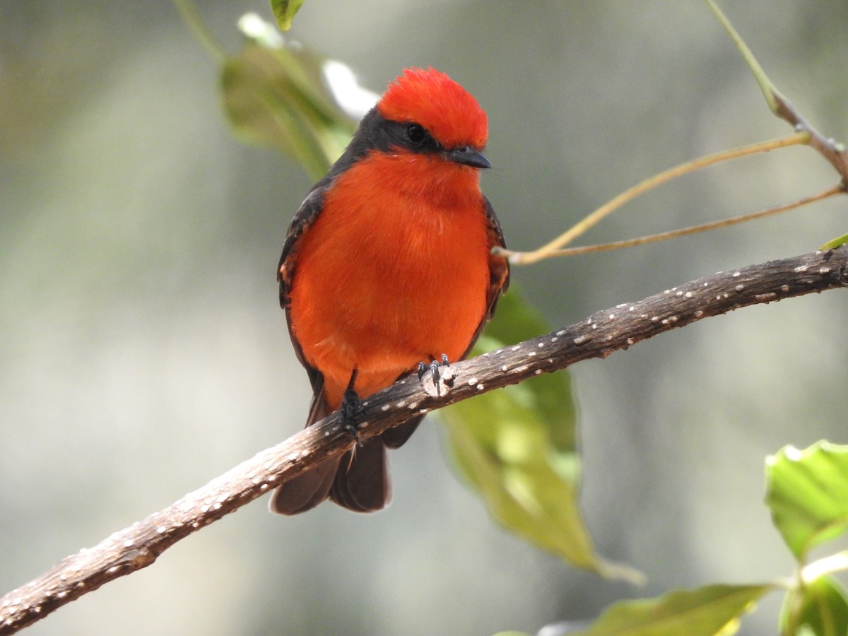 Vermilion Flycatcher - ML632236277