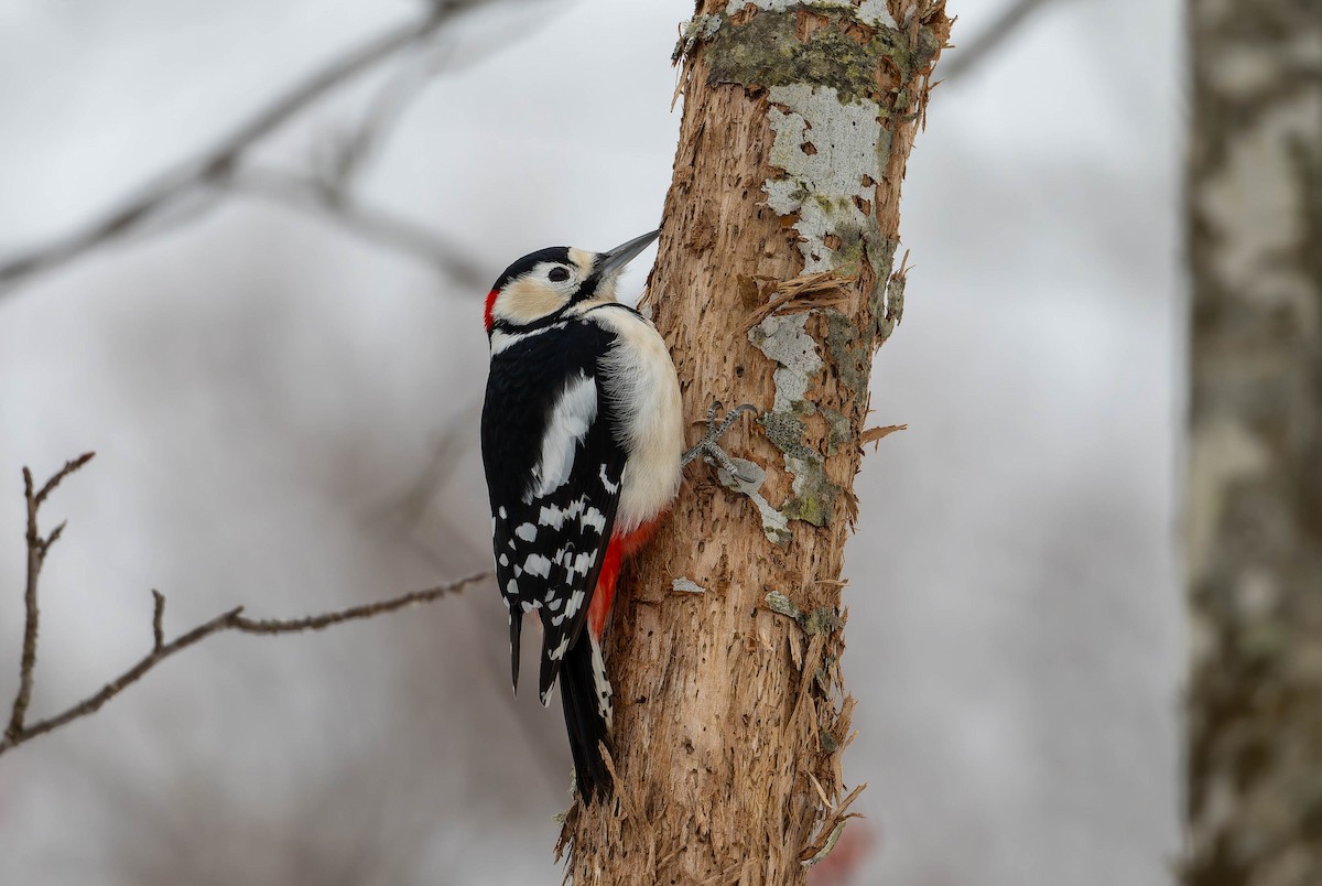 Great Spotted Woodpecker - ML632236283