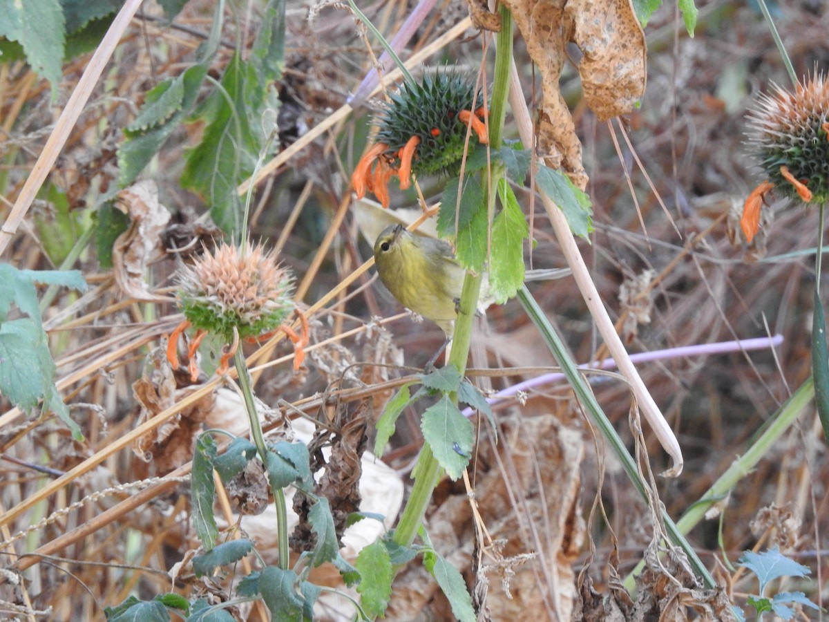 Orange-crowned Warbler - ML632236305