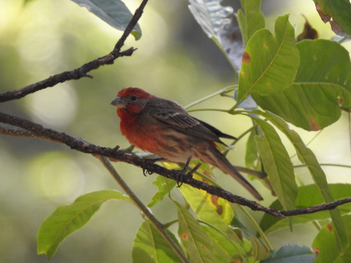 House Finch - ML632236317