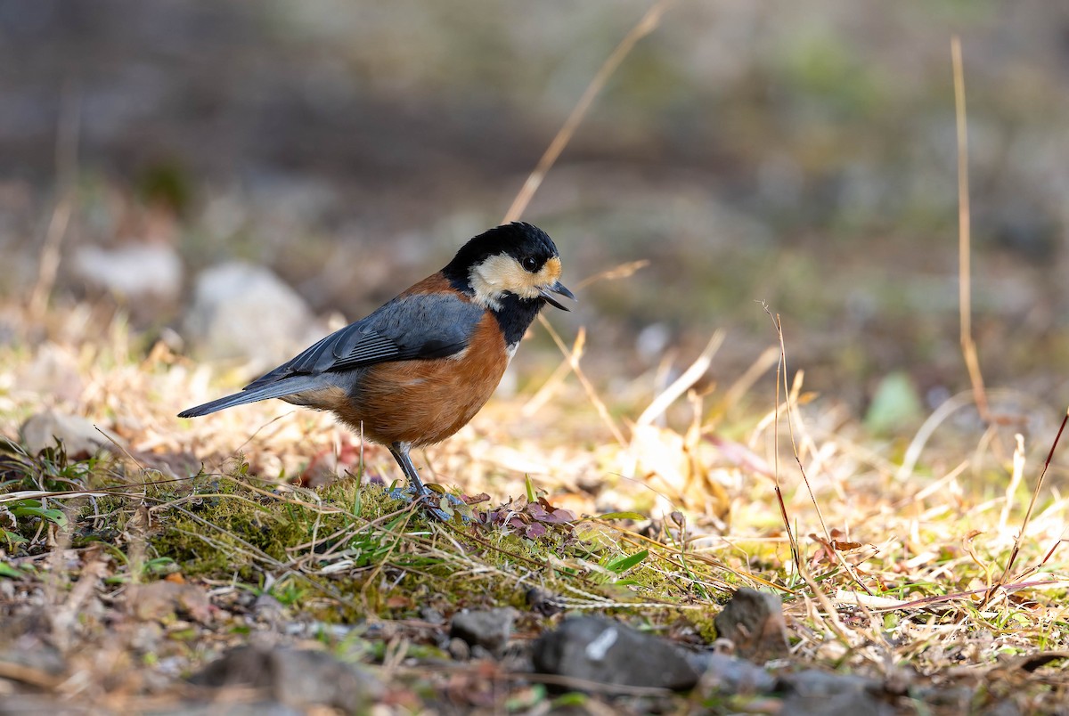 Varied Tit - ML632236319