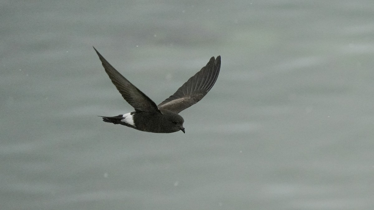 Wilson's Storm-Petrel (Wilson's) - ML632236351