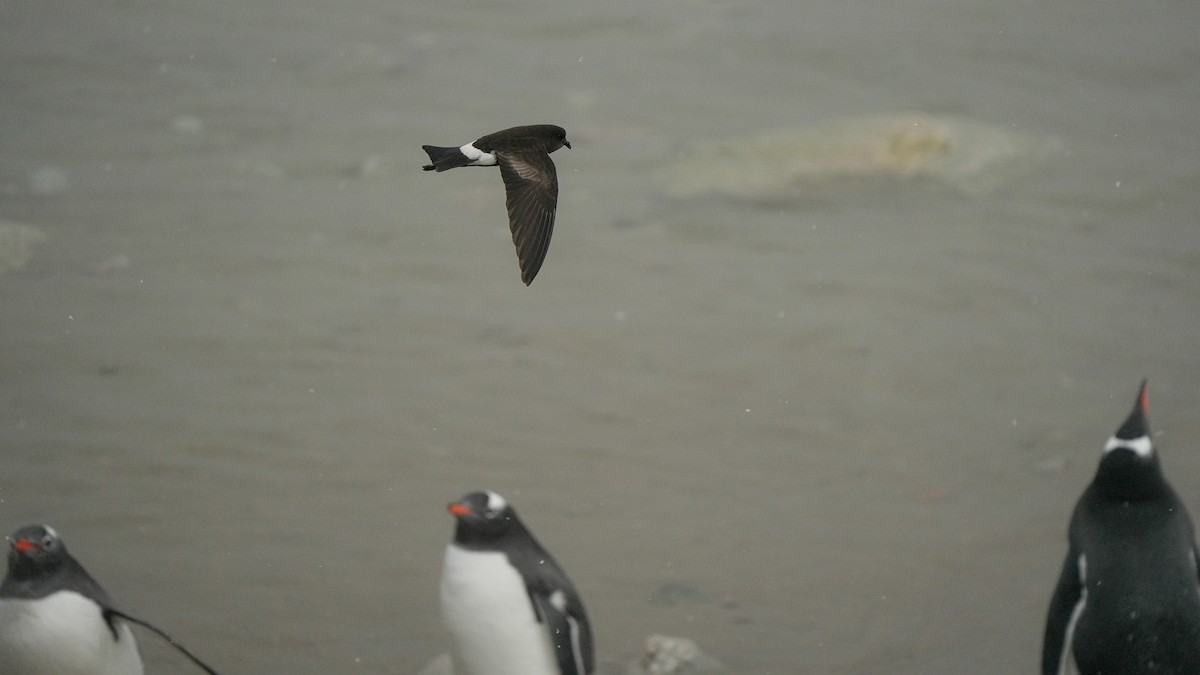 Wilson's Storm-Petrel (Wilson's) - ML632236359