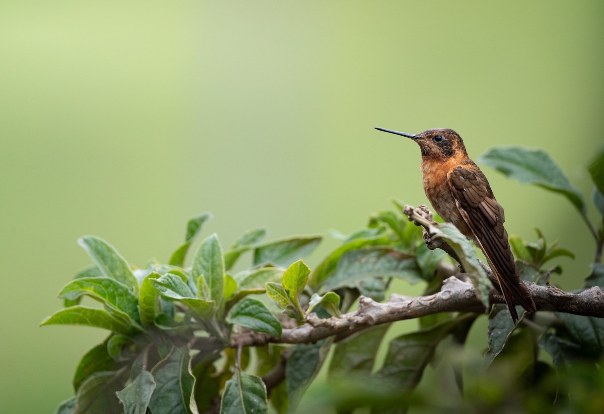 Shining Sunbeam - ML632236387