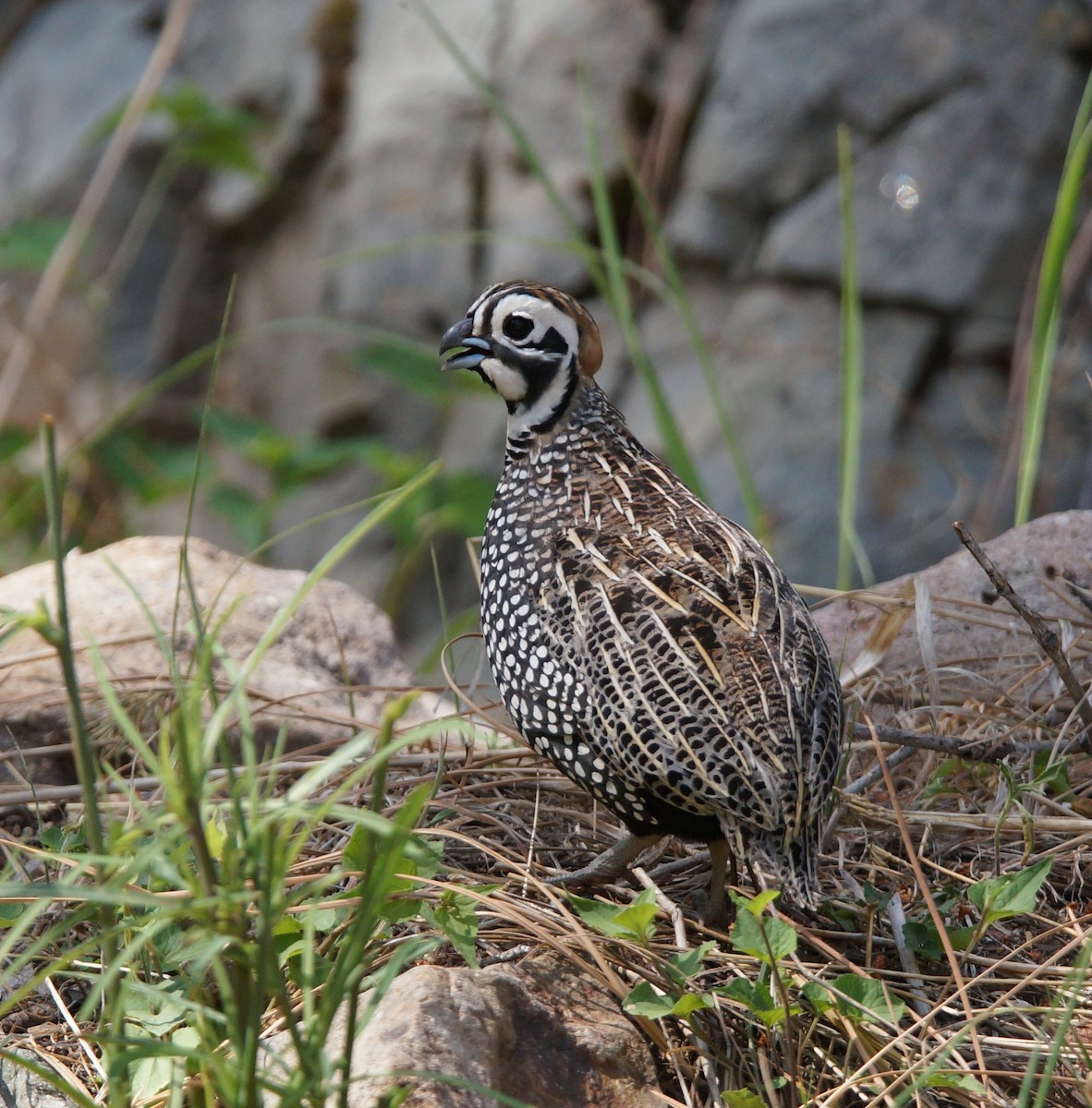 Montezuma Quail - Samuel Murray