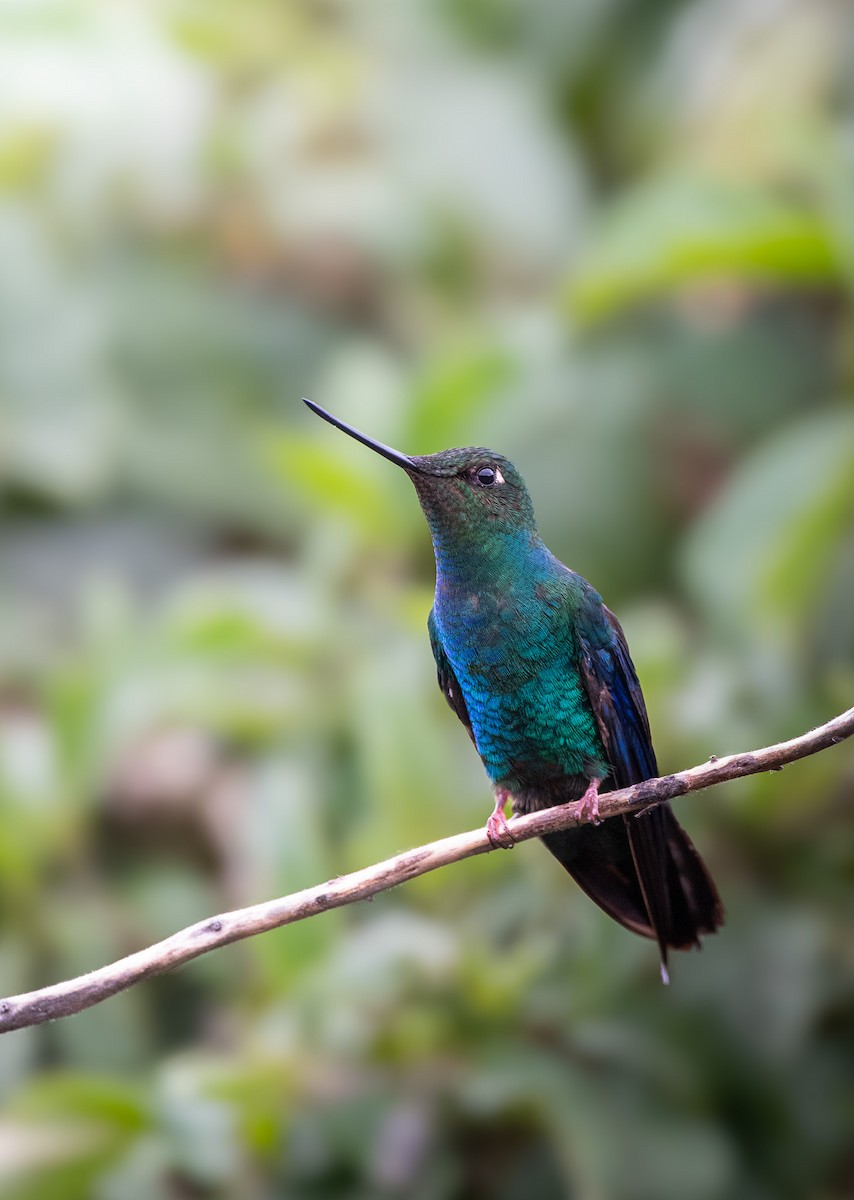 Great Sapphirewing - ML632236422